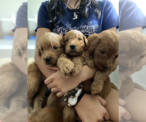 Goldendoodle Puppy for sale in BAKERSFIELD, CA, USA