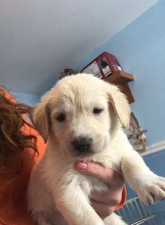 Medium Photo #1 Great Pyrenees Puppy For Sale in OAKLAND, OR, USA