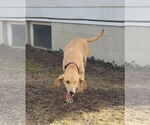 Small #2 Plott Hound