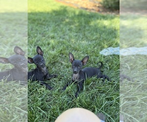 Chihuahua Puppy for sale in MARYSVILLE, CA, USA