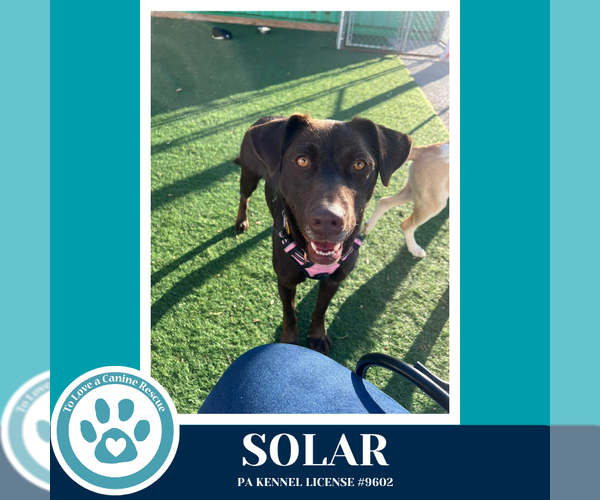 Medium Photo #2 Labrador Retriever-Unknown Mix Puppy For Sale in Kimberton, PA, USA