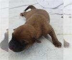 Small Labrador Retriever Mix