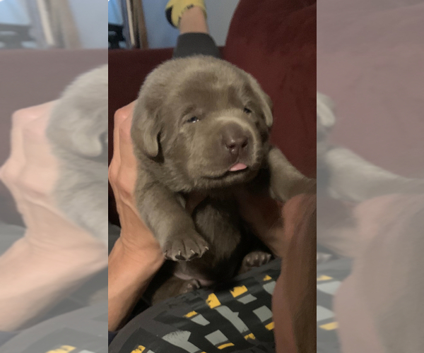 Medium Photo #6 Labrador Retriever Puppy For Sale in DEXTER, NY, USA