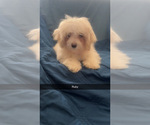 Small #4 Maltipoo (Miniature)