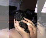 Small Photo #3 Schnauzer (Miniature) Puppy For Sale in ABAC, GA, USA