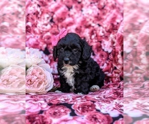 Poodle (Miniature)-YorkiePoo Mix Puppy for sale in LANCASTER, PA, USA