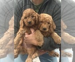 Puppy Puppy 5 Goldendoodle