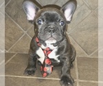 Puppy Bear French Bulldog