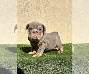 Bulldog Puppy for Sale in LAKE ELSINORE, California USA
