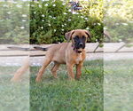 Small #1 Boxer