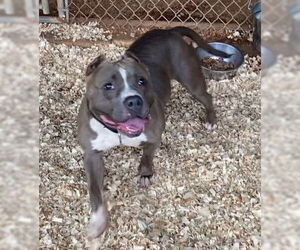 American Pit Bull Terrier-Unknown Mix Dogs for adoption in Huntsville, AL, USA