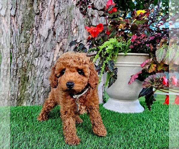 Medium Photo #3 Poodle (Miniature)-Poodle (Toy) Mix Puppy For Sale in INDIANAPOLIS, IN, USA