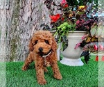 Small #2 Poodle (Miniature)-Poodle (Toy) Mix