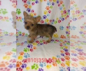 Poodle (Toy)-Yorkshire Terrier Mix Puppy for sale in LAPEER, MI, USA