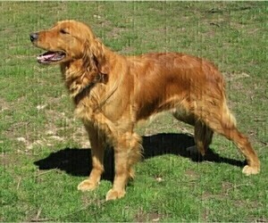 Mother of the Golden Retriever puppies born on 03/29/2023