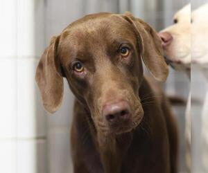 Labrador Retriever-Unknown Mix Dogs for adoption in San Antonio, TX, USA