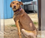 Small #5 Retriever  Mix
