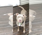 Small Photo #1 American Bully Puppy For Sale in GOWEN, MI, USA