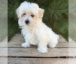 Gina - Female Maltese Puppy for Sale - Photo #4
