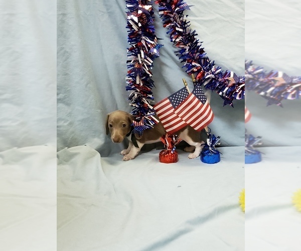 Medium Photo #4 Dachshund Puppy For Sale in RICHMOND, TX, USA