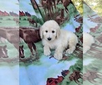 Puppy 12 Goldendoodle