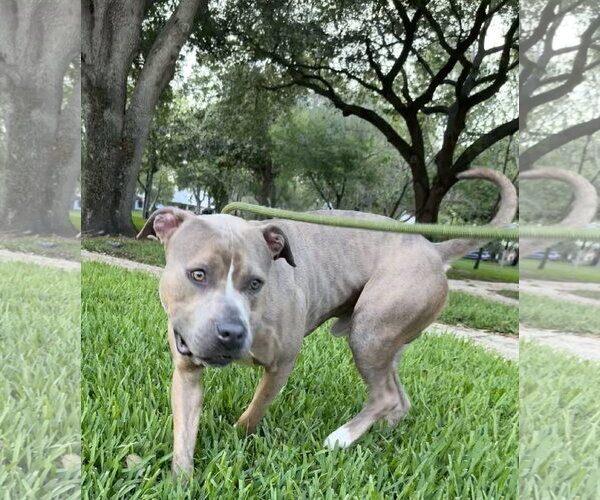 Medium Photo #2 American Bulldog-Unknown Mix Puppy For Sale in Sanford, FL, USA