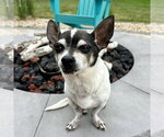 Small #3 Chihuahua
