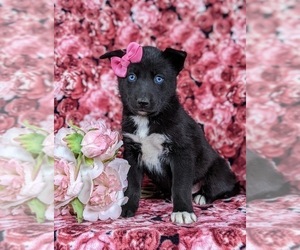 Pomsky Puppy for sale in QUARRYVILLE, PA, USA