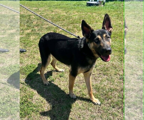 Medium Photo #2 German Shepherd Dog-Unknown Mix Puppy For Sale in Abbeville, LA, USA