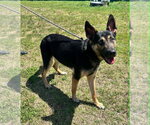 Small #1 German Shepherd Dog Mix