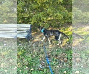 Catahoula Leopard Dog Dogs for adoption in Stover, MO, USA
