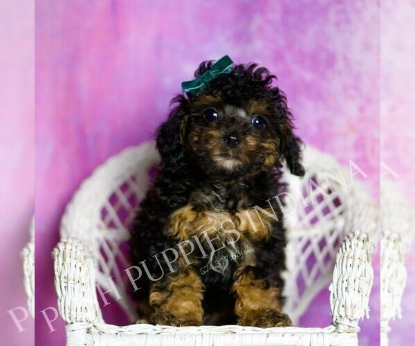 Medium Photo #25 Poodle (Toy) Puppy For Sale in WARSAW, IN, USA