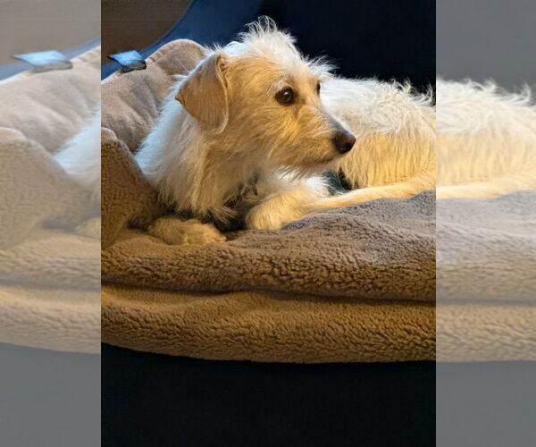 Medium Photo #9 Mutt Puppy For Sale in San Jose, CA, USA