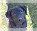 Small Photo #4 Sheprador Puppy For Sale in LOMA, CO, USA