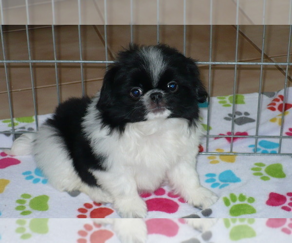 Medium Photo #1 Japanese Chin Puppy For Sale in ORO VALLEY, AZ, USA