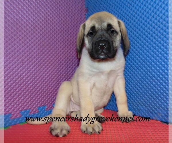 Medium Photo #8 Mastiff Puppy For Sale in CABOOL, MO, USA
