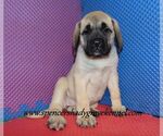 Small #7 Mastiff