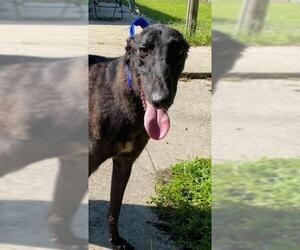 Greyhound Dogs for adoption in Cherry Hill, NJ, USA