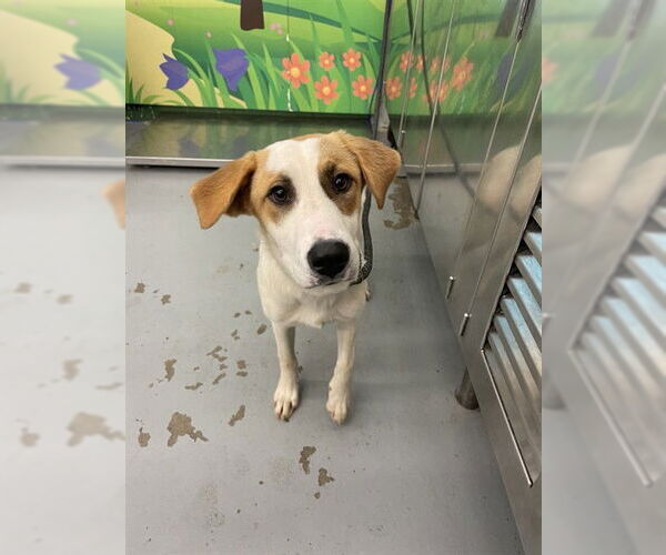 Medium Photo #1 Labrenees Puppy For Sale in Waco, TX, USA