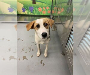 Labrenees Dogs for adoption in Waco, TX, USA