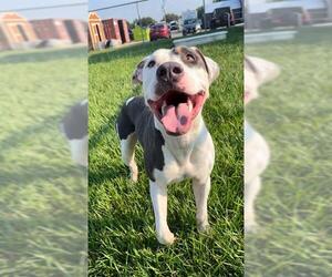 Labrador Retriever-Unknown Mix Dogs for adoption in Rosenberg, TX, USA