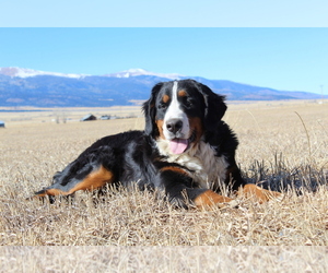 Mother of the Bernese Mountain Dog puppies born on 10/01/2022