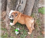 Small Photo #9 Bulldog Puppy For Sale in GREEN FOREST, AR, USA