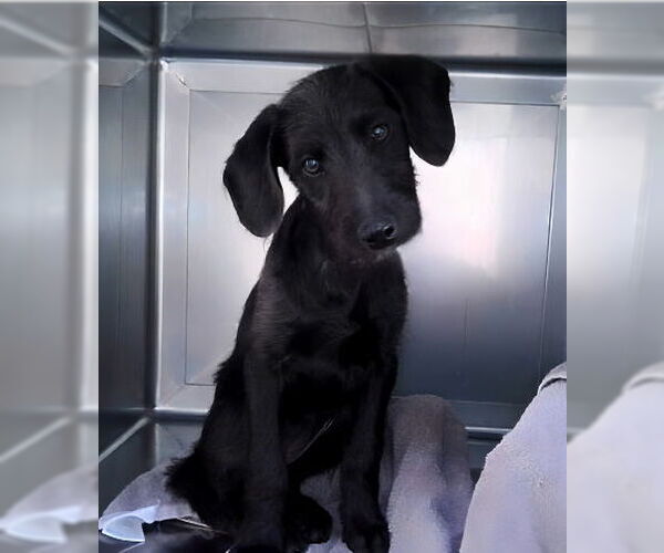 Medium Photo #1 Mutt Puppy For Sale in Pasadena, CA, USA