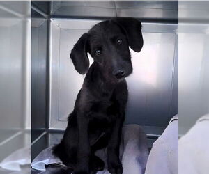 Mutt Dogs for adoption in Pasadena, CA, USA