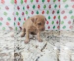 Small Photo #30 Phu Quoc (Vietnam Island) Ridgeback Puppy For Sale in HELOTES, TX, USA