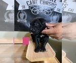 Small Photo #8 Cane Corso Puppy For Sale in HEMET, CA, USA