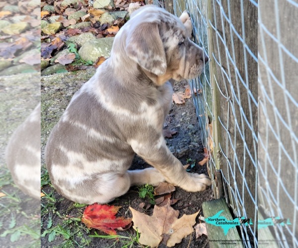 Medium Photo #3 Catahoula Leopard Dog Puppy For Sale in MORAN, MI, USA