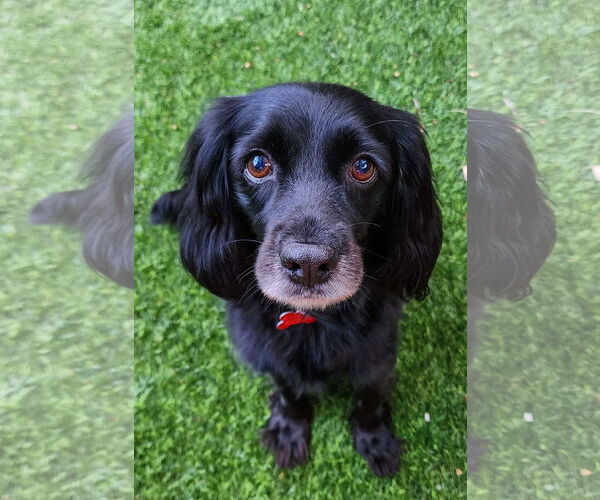 Medium Photo #2 Cocker Spaniel-Unknown Mix Puppy For Sale in San Diego, CA, USA