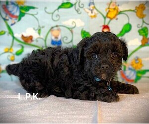 YorkiePoo Puppy for sale in WINNSBORO, LA, USA